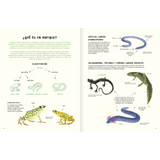 Agua y tierra, anfibios y reptiles de América